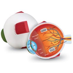 Image for Learning Resources Foam Eye Cross-Section Model from School Specialty