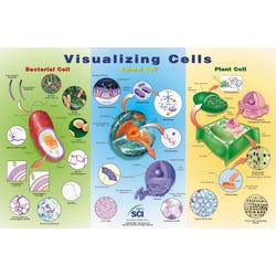 Image for NeoSCI Visualizing Cells Laminated Poster, 35 in W X 23 in H from School Specialty
