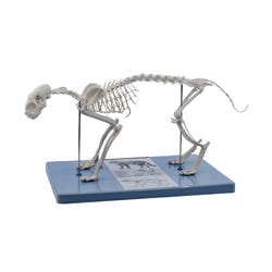 Image for Eisco Labs Cat Skeleton Model from School Specialty