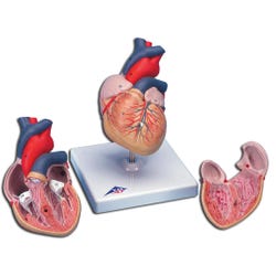 Image for 3B Scientific Student Heart Model, 2 Pieces from School Specialty