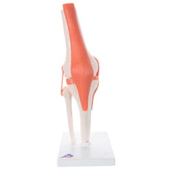 Image for 3B Scientific Functional Knee Joint Model from School Specialty