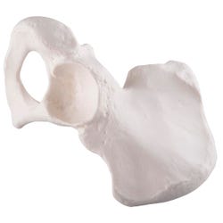 Image for 3B Replica Human Pelvis - Male from School Specialty