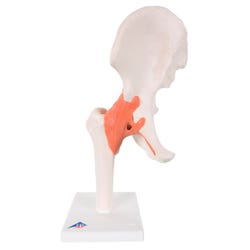 Image for 3B Scientific Functional Hip Joint Model from School Specialty