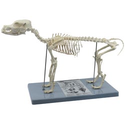 Eisco Labs Dog Skeleton Model, Item Number 2102939