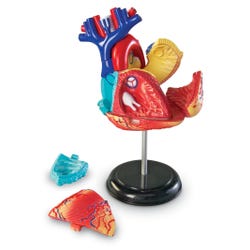Learning Resources Anatomy Heart Model, Item Number 1321189