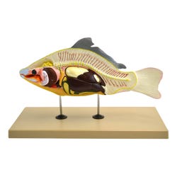 Image for EISCO Carp Fish Model from School Specialty