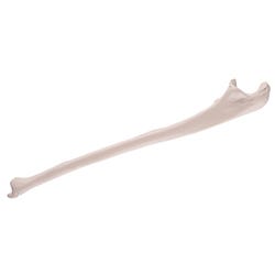 Image for 3B Replica Human Ulna Bone - Left Side from School Specialty