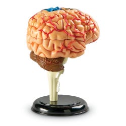 Learning Resources Brain Anatomy Model, Item Number 1322583