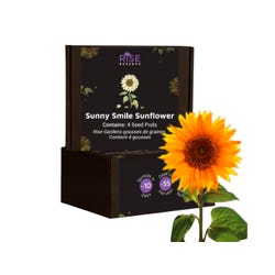 Sunny Smile Sunflower 4 Pack 2131226
