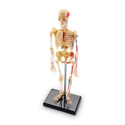 Learning Resources Human Skeleton Model, Item Number 1321191